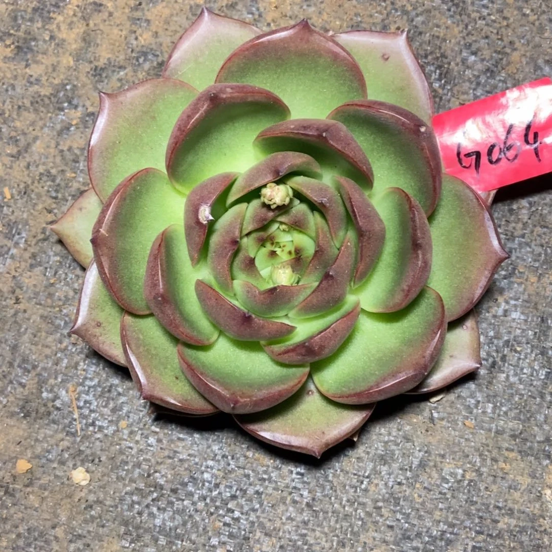 张*然多肉植物多肉植物0647