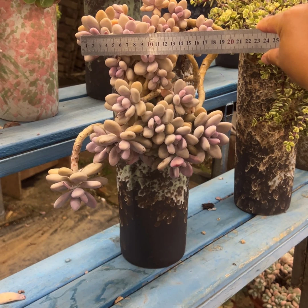 露养老桩桃蛋加盆