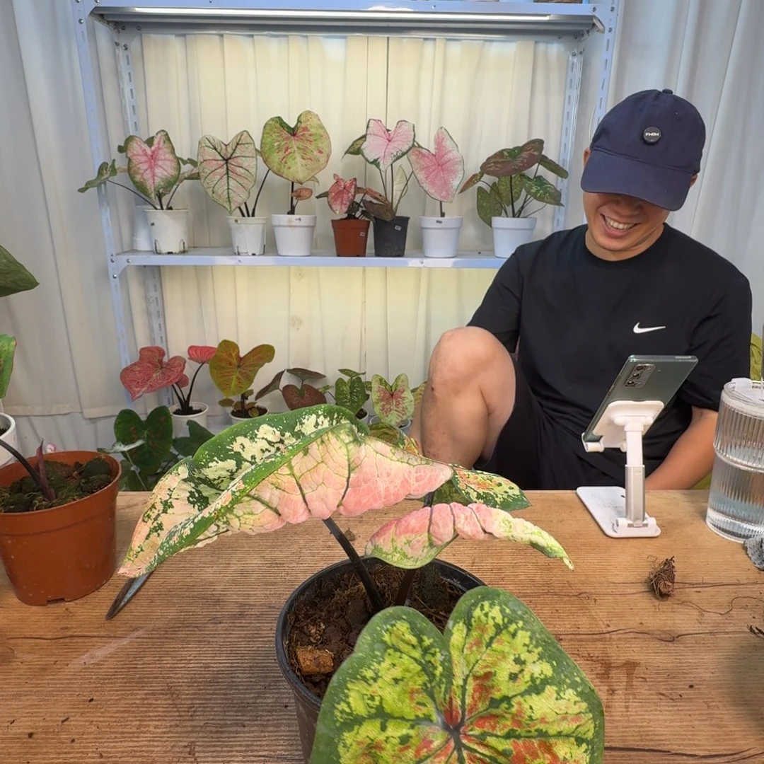 无花朵海后    0072