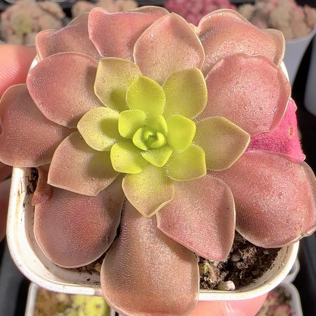 多肉0101-133赛题捕虫堇