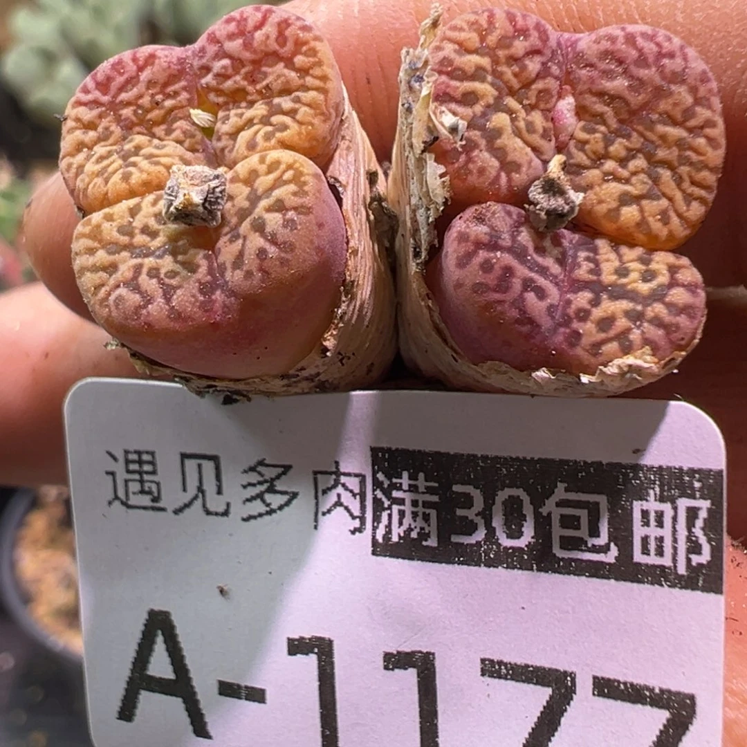 多肉植物1111111111