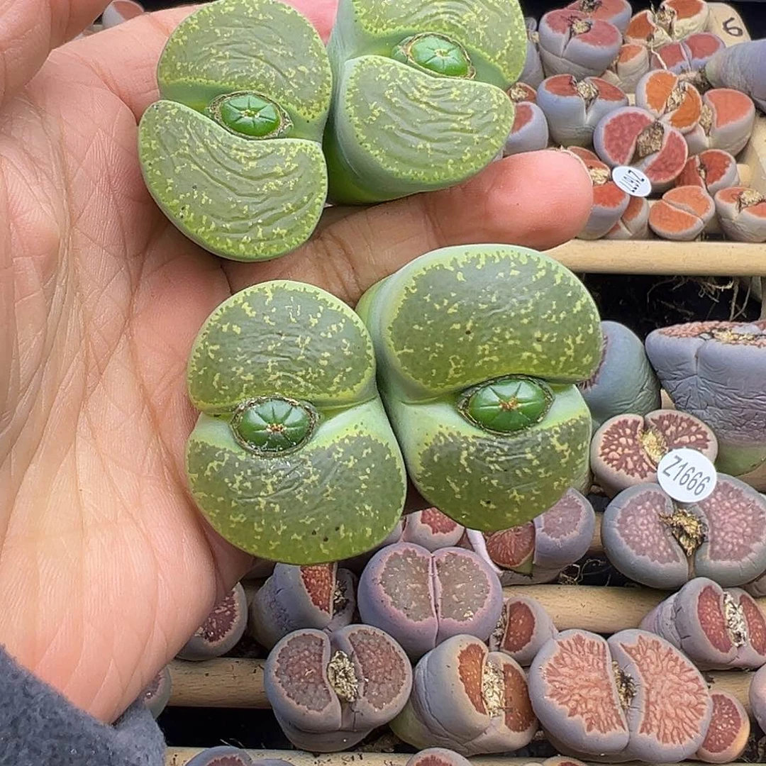 1700 清货价格不作参考