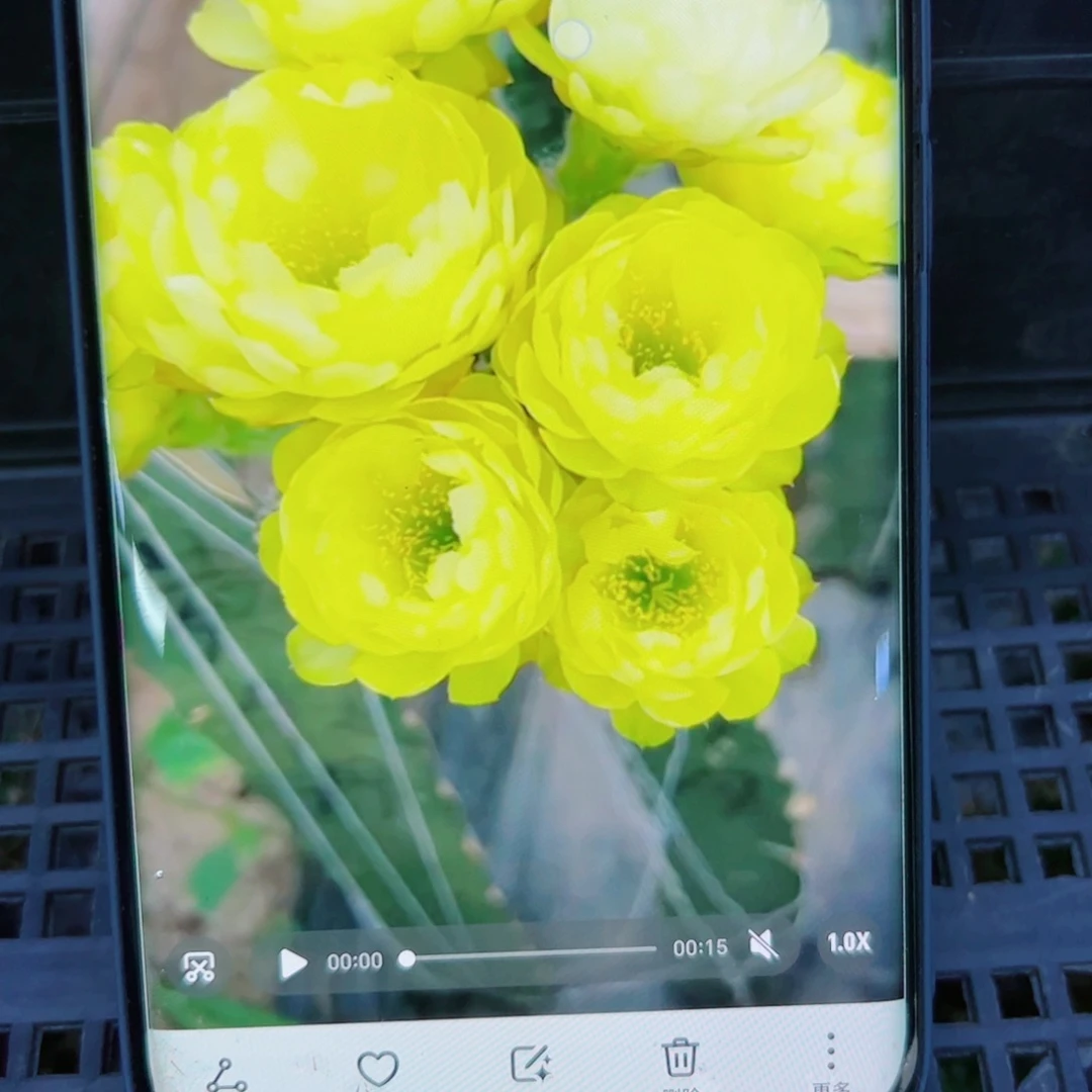 下2丽花黄水晶花苞歪无根侧芽2一3公分左右20包邮