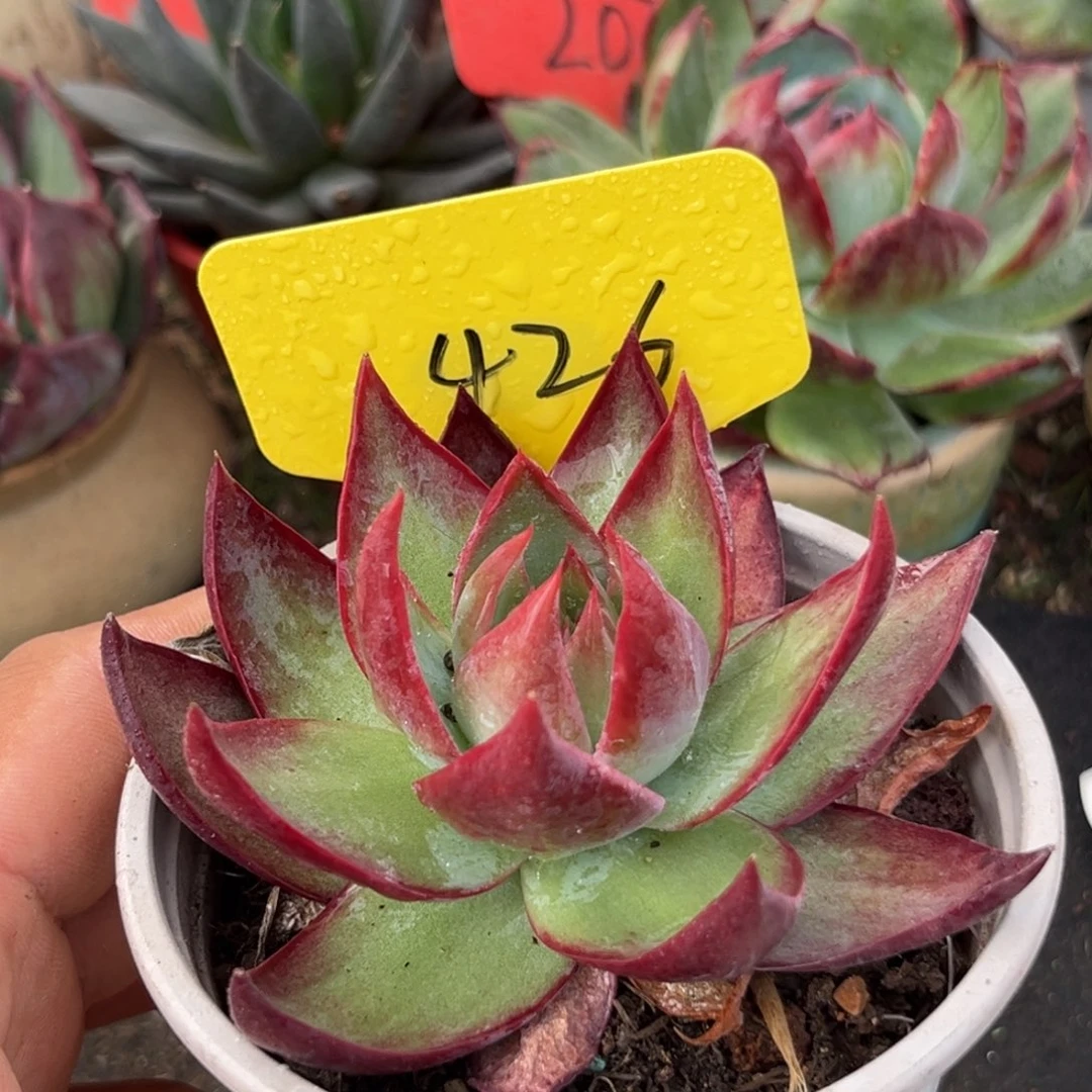 惊鸿仙子多肉植物426