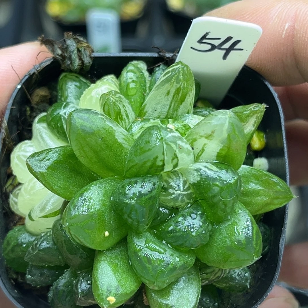 54群生塑料皮玉露锦