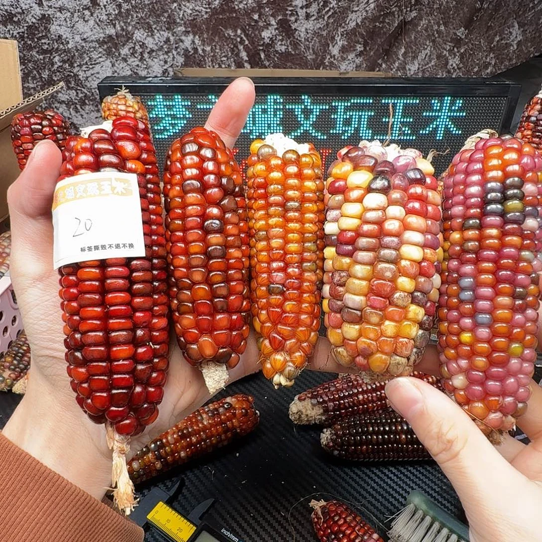 小***妞大叶紫檀（黑酸枝木类）