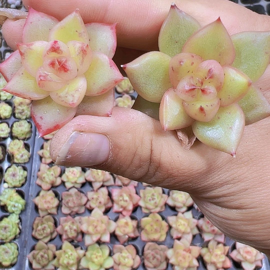 将军令3个19包邮多肉植物