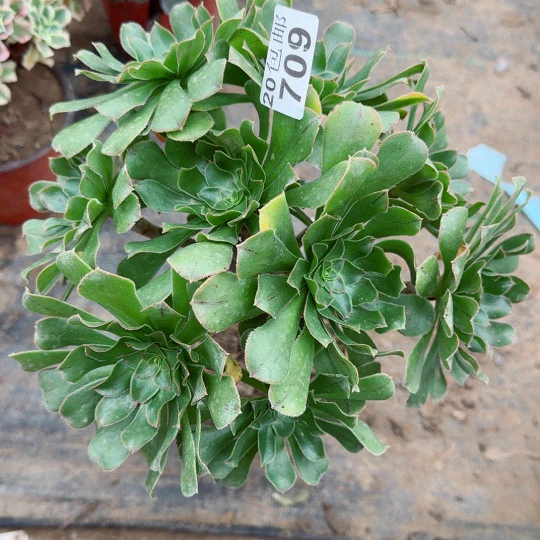 绿法师709满20包邮断枝不包