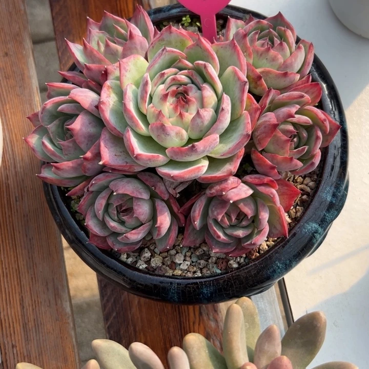 海***蓝多肉植物一物一拍