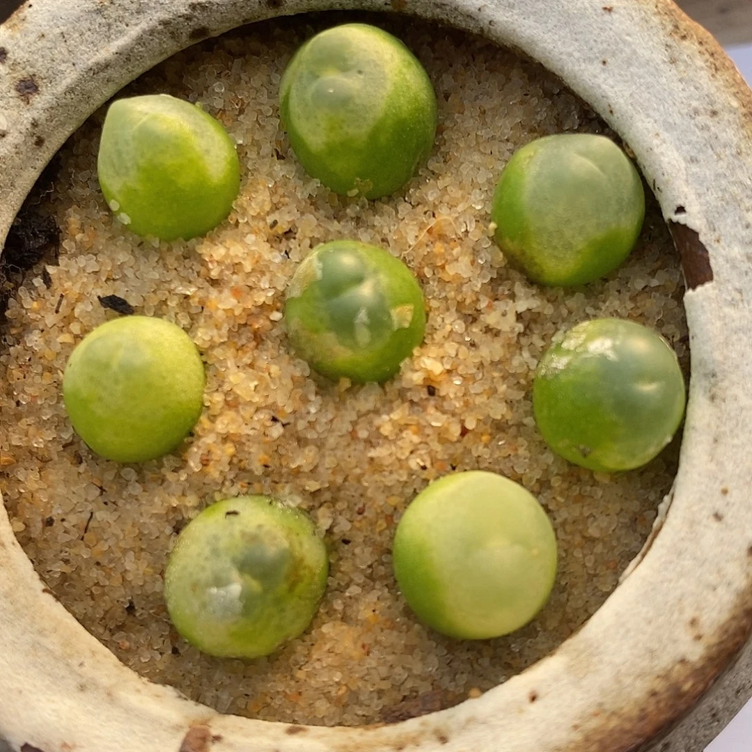 1836紫皮拉登一组。