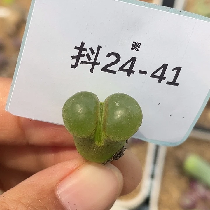 水*冻24-41肉锥多肉植物