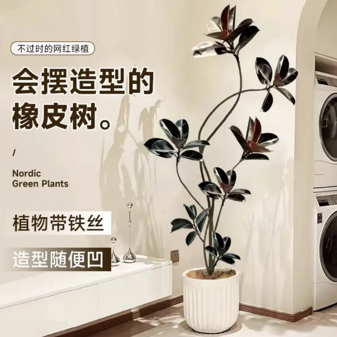 造型橡皮树黑金刚盆栽室内大型绿植客厅办公室观叶植物四季好养活