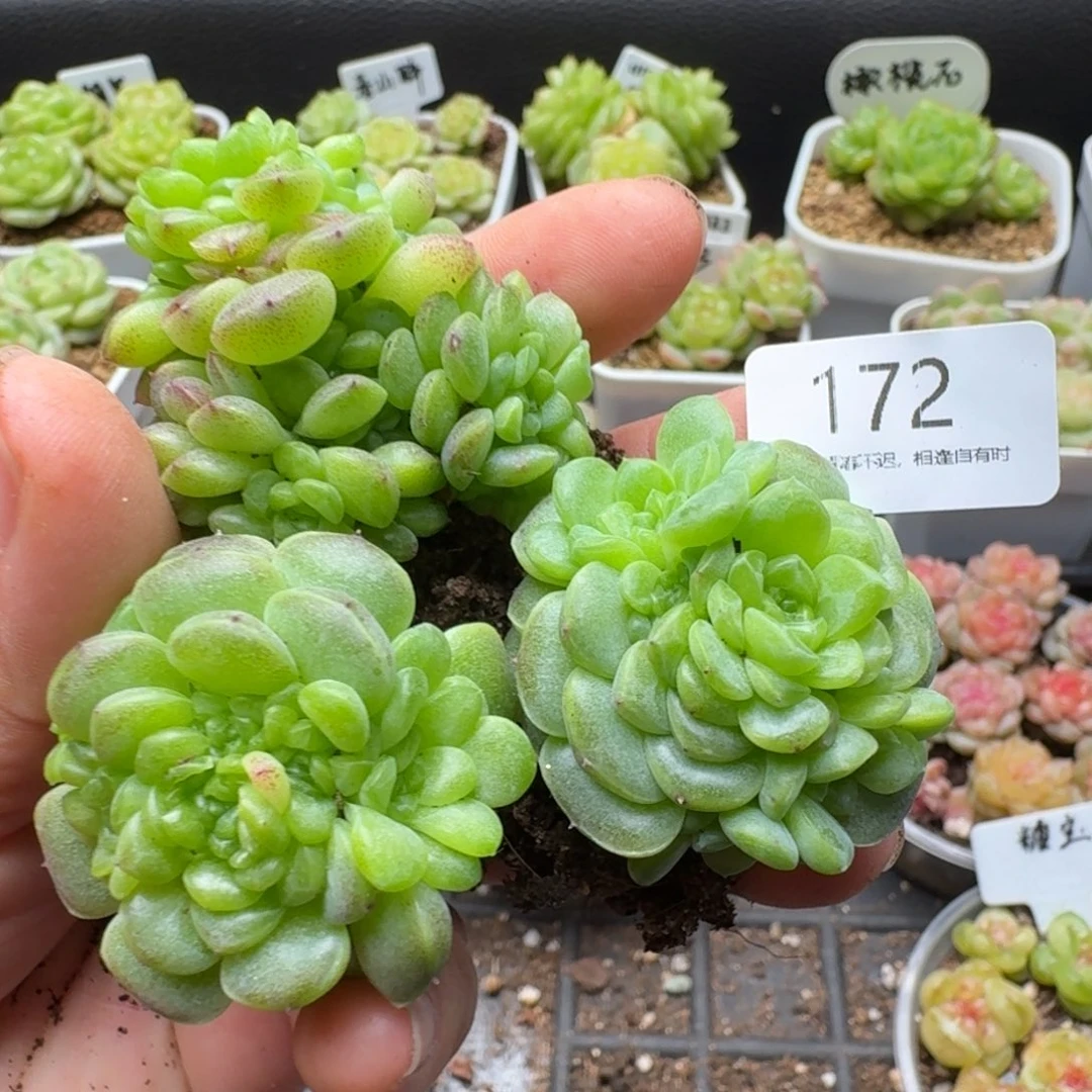 一物一拍一盒510-172