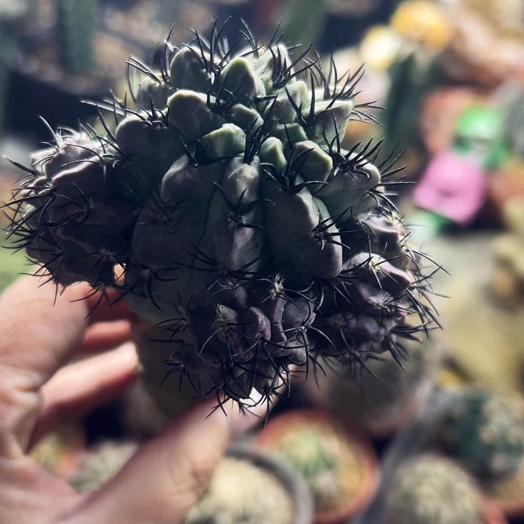 白肌素装仙人球1111111111