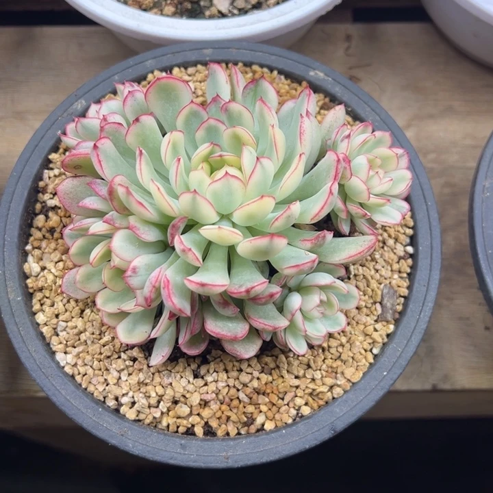 梦幻玫瑰 锦 白体 夏鸣园艺