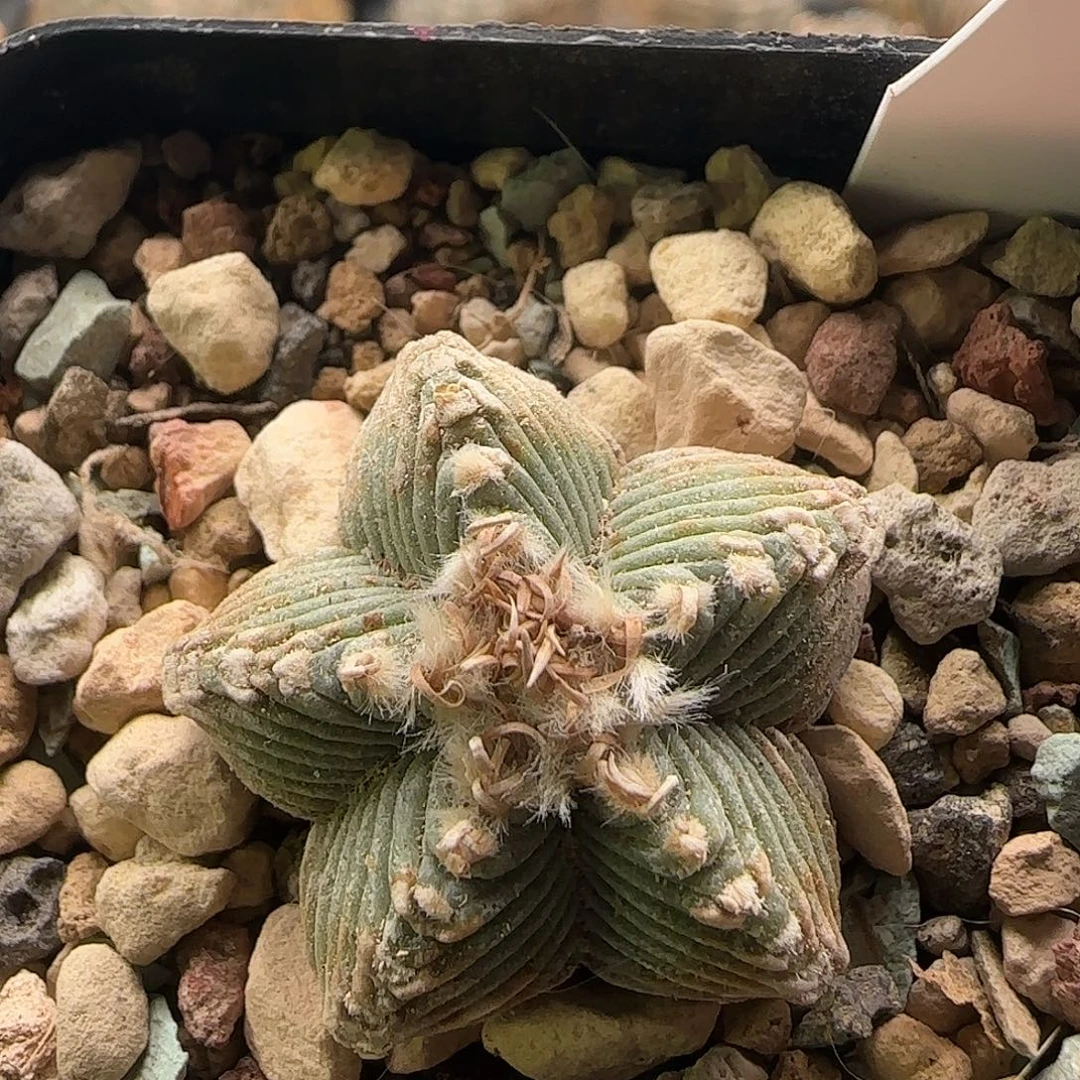 五星仙人球 111111111111111