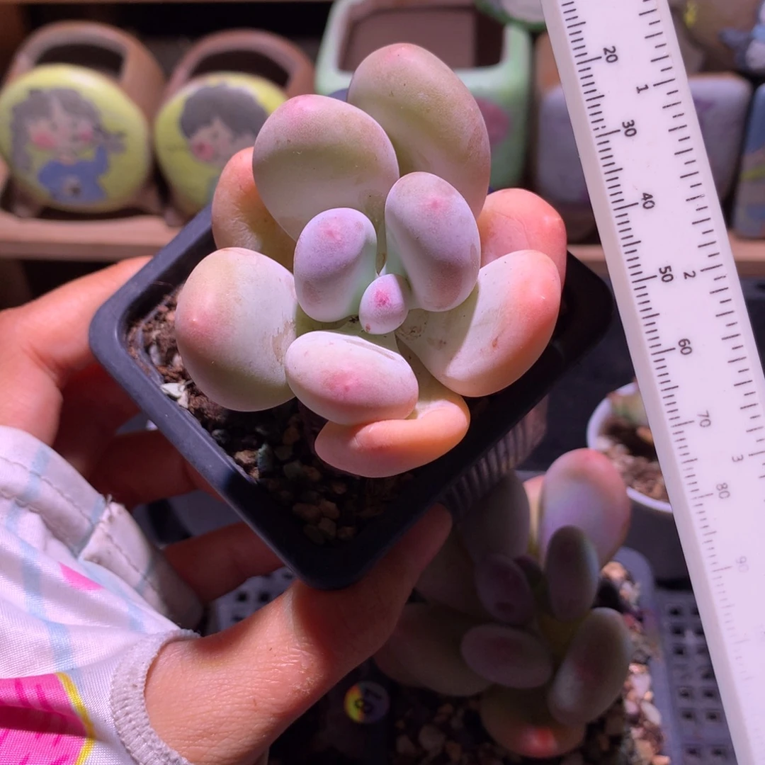 韩国黄金鸡大叶奶