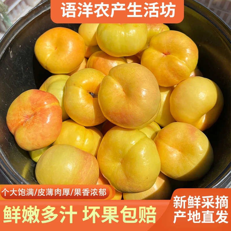 彩虹蟠桃黄桃黄金蟠桃彩虹有蟠桃油蟠桃黄桃当季水果