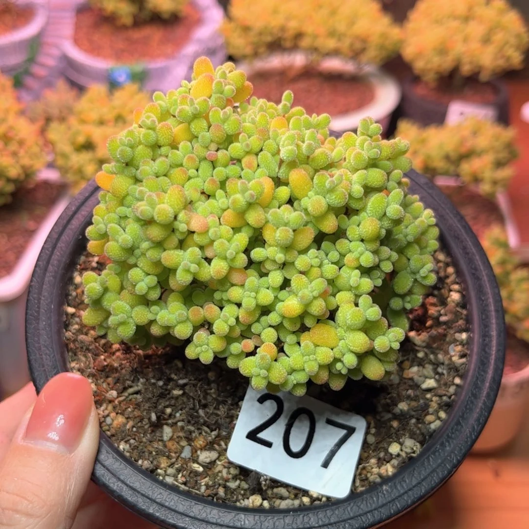 F****n207盆盆景可爱多肉植物