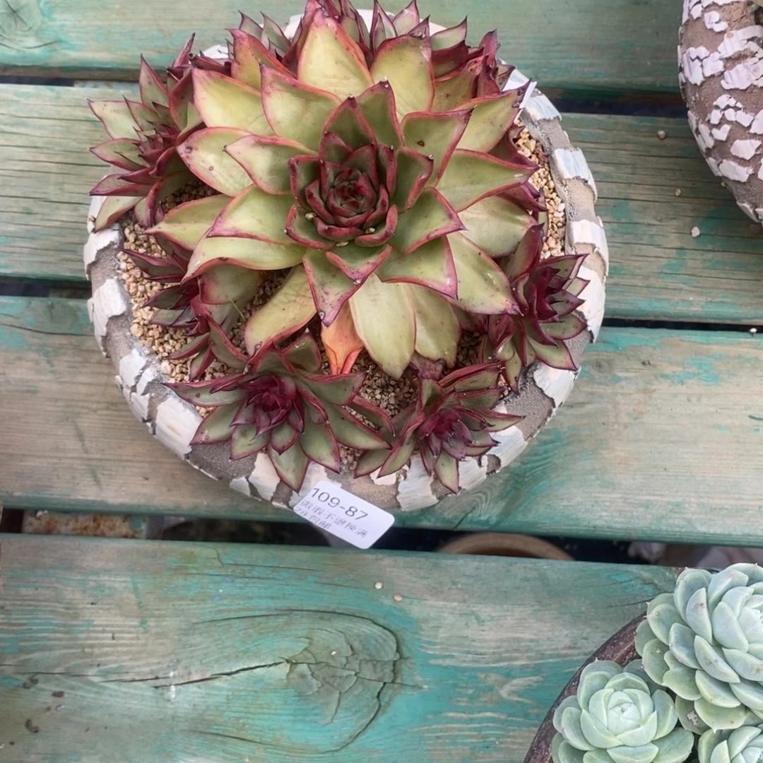 喜***狼87号多肉➕盆组合套装