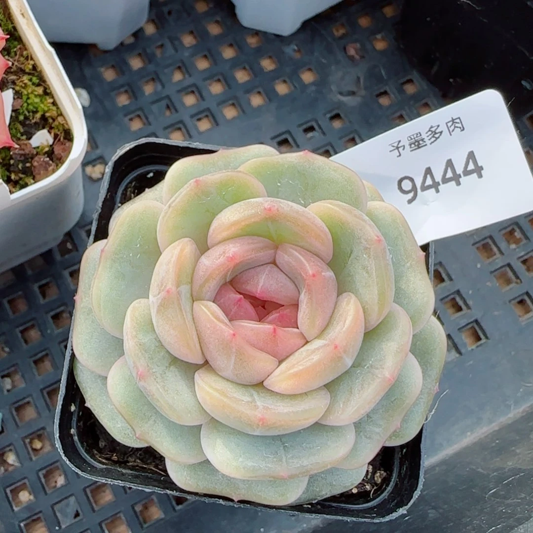 彩恋，9444多肉植物