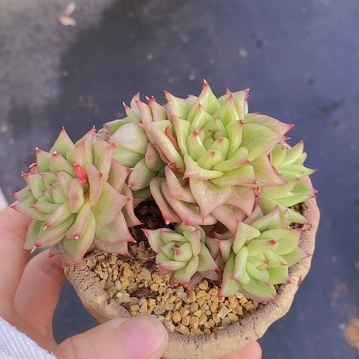 190多肉植物老桩