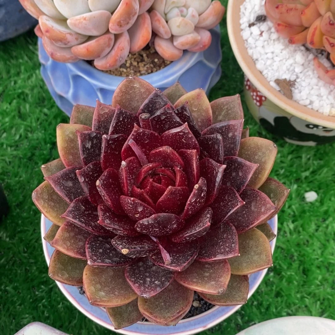 大*大米龙葵多肉植物寄养