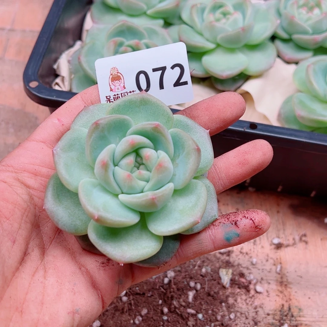 烟***。多肉植物多肉植物