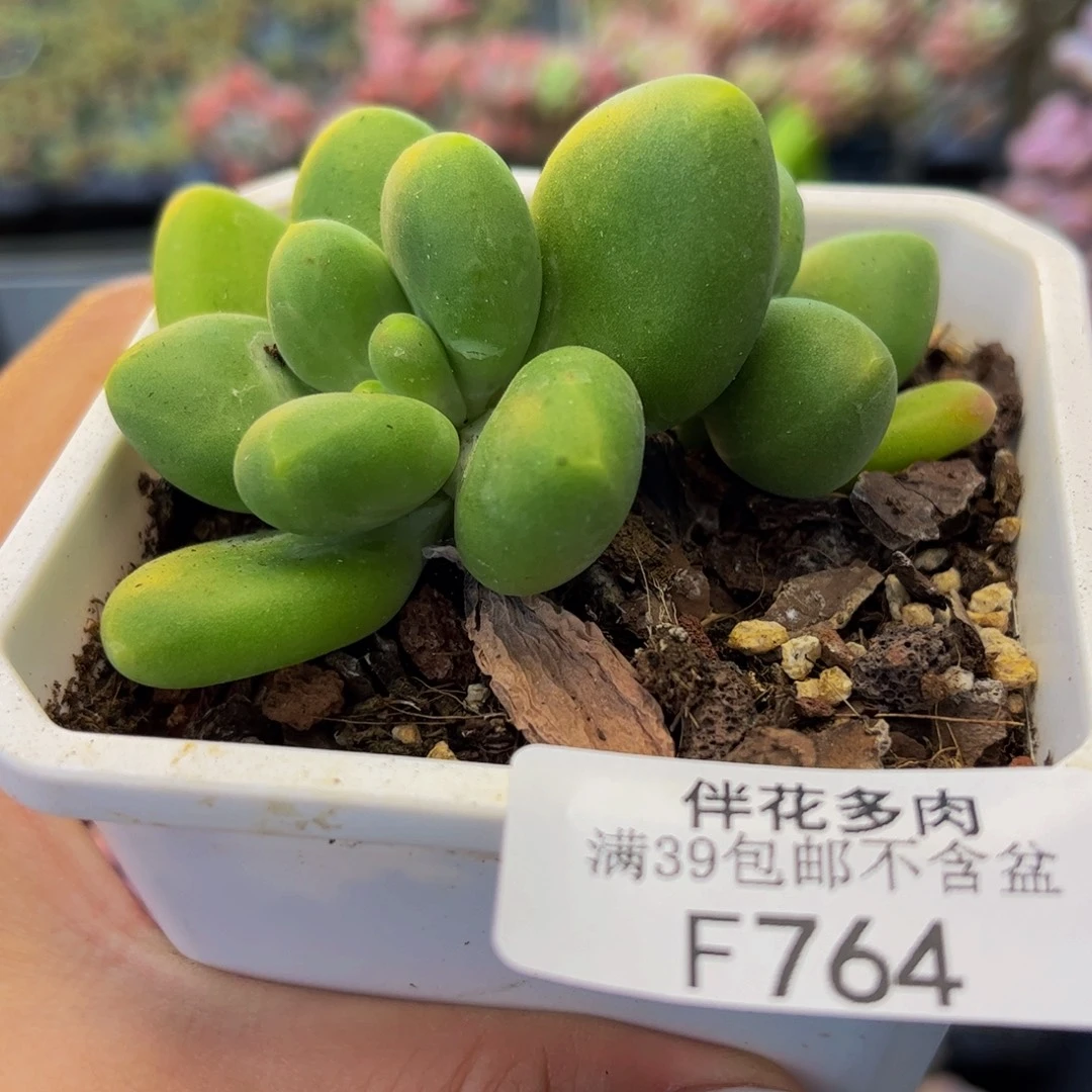 764-kk奶酪多肉6cm