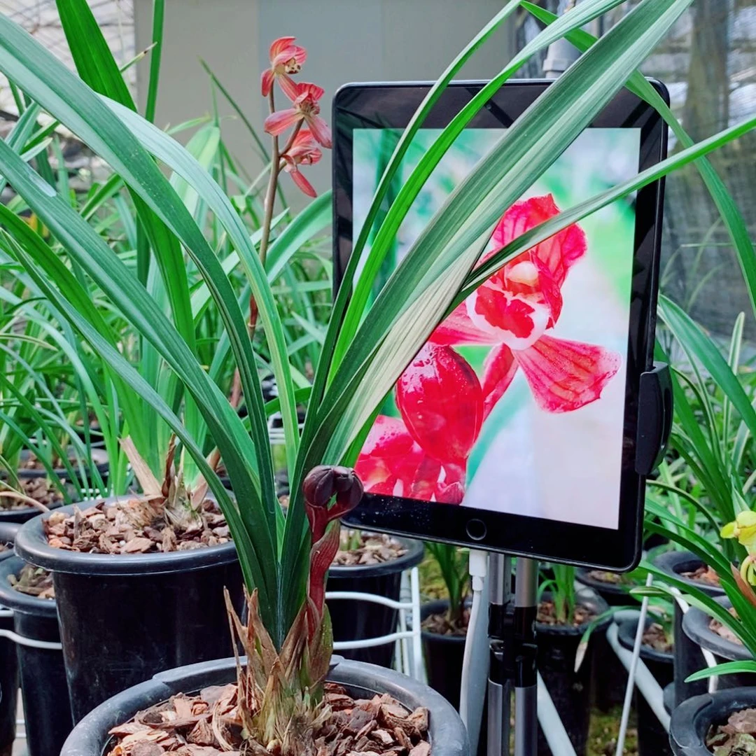 大部分花苞少量开放