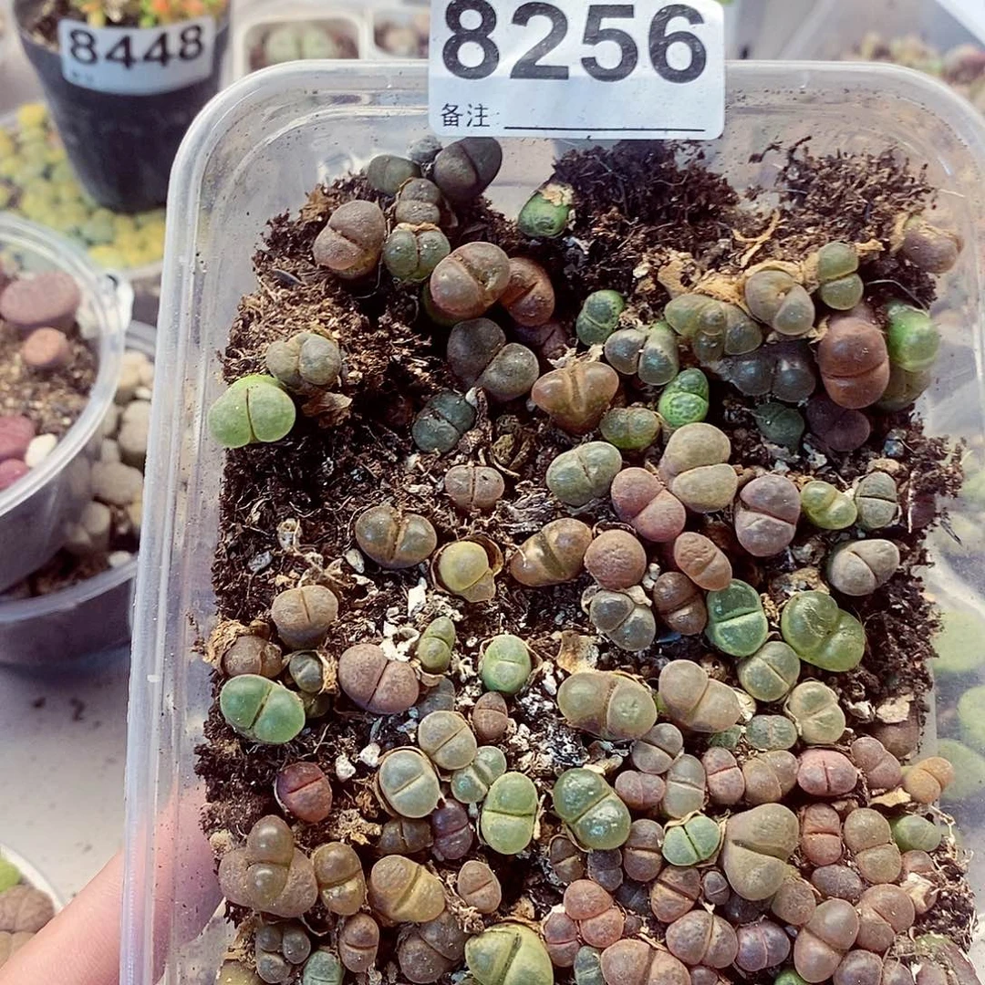 8256彩风铃龙卡咯