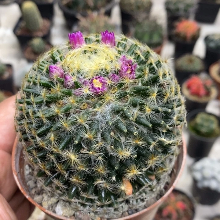 实生明星特价福利