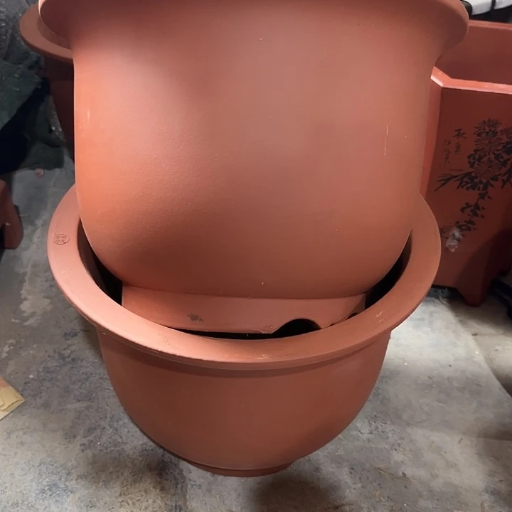 35×25两只微瑕巨无霸