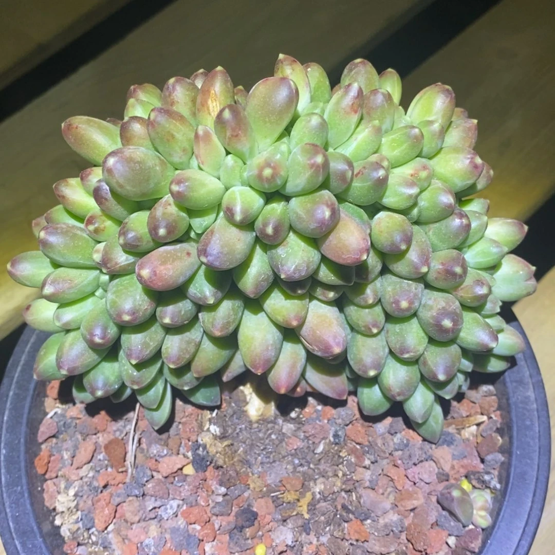 期*.暗纹美人系缀a10