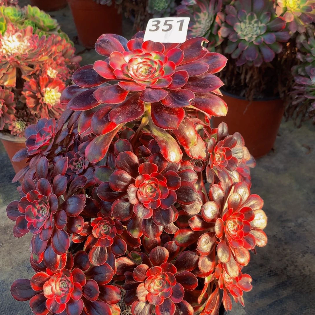 【闪购商品】丽娜351000000000