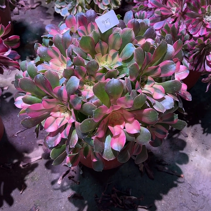 多肉植物香妃00927