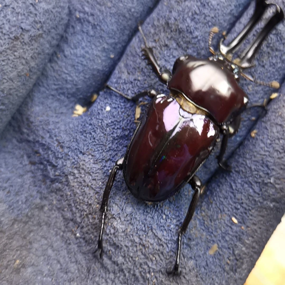 55mm紫色彩虹  0805