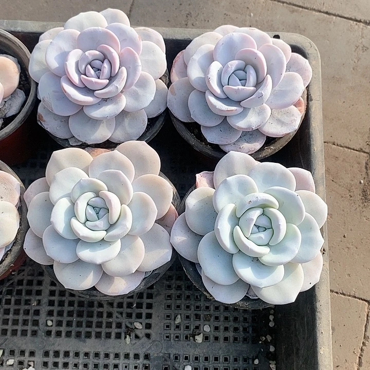 13-32号一物一拍雪莲