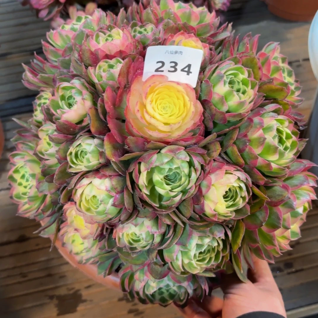 234多肉植物海王变异