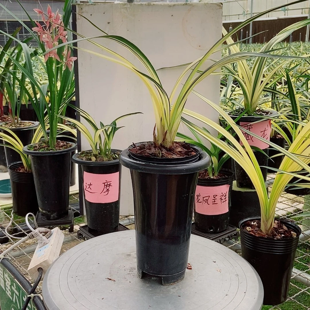 当前无花朵，栽培后可花朵