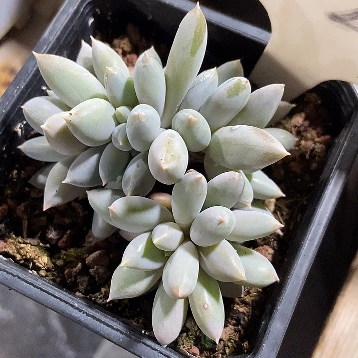 多肉植物黄体哥特1020