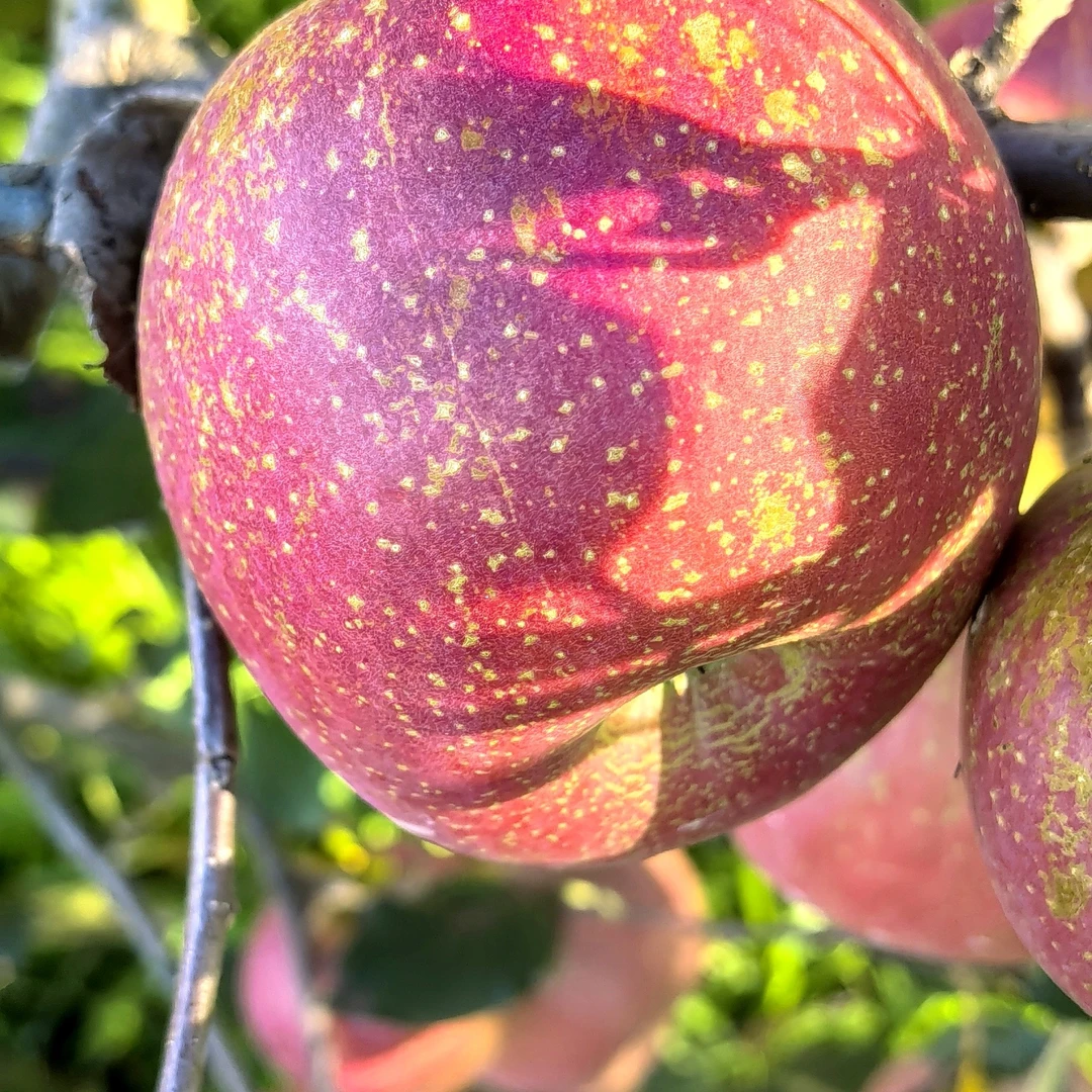 正宗云南昭通富士冰糖心丑苹果新鲜现摘脆甜多汁水果