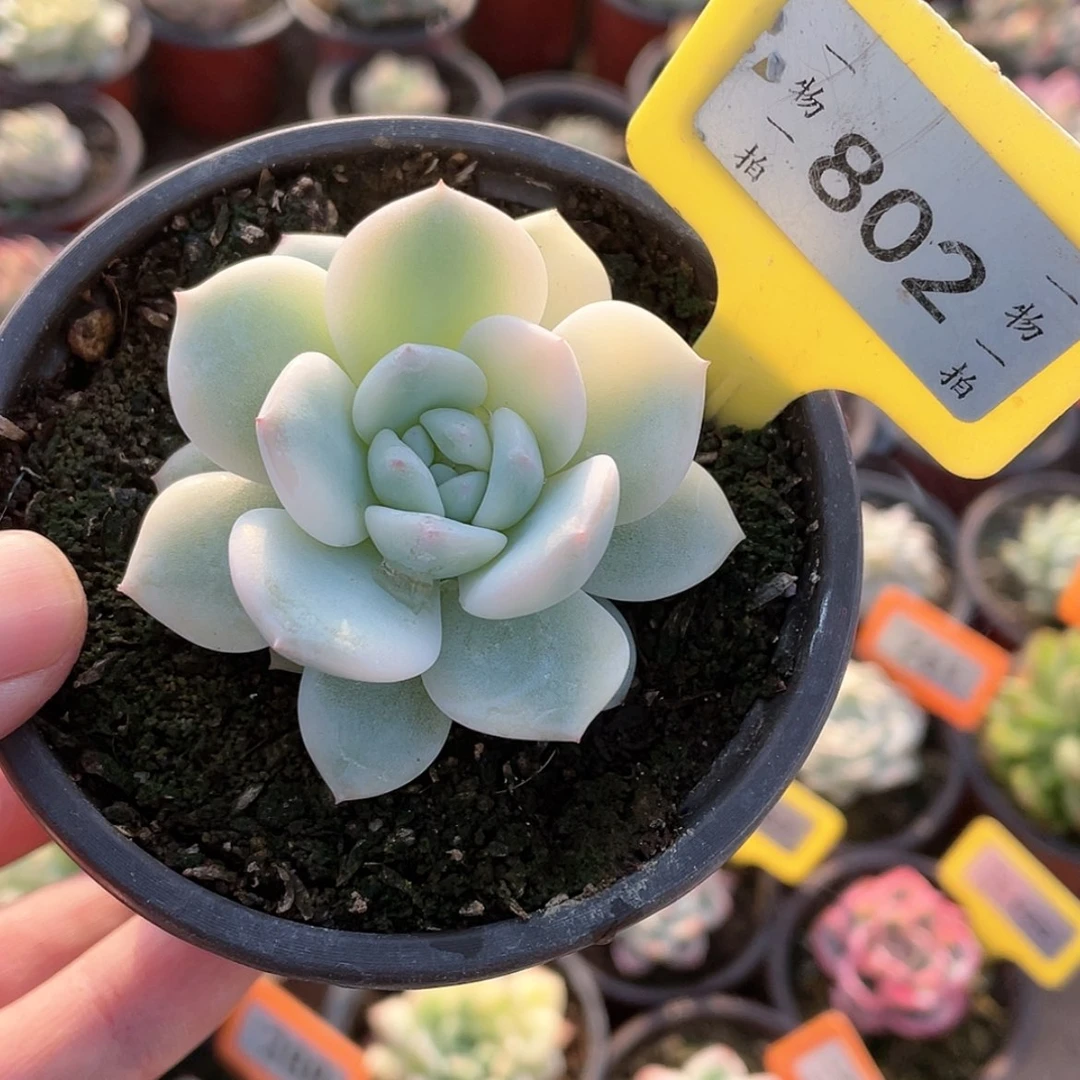 【闪购商品】802号