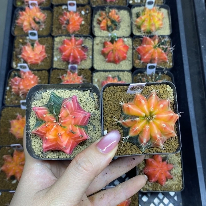 米哈洛维奇实生根自然锦