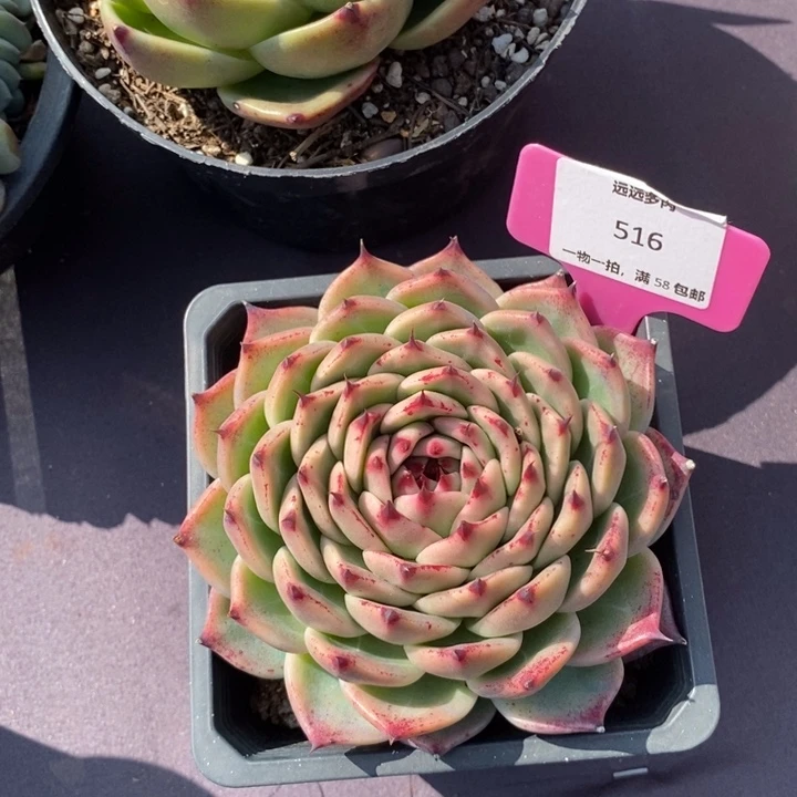 516托斯卡内里肉肉肉肉肉肉