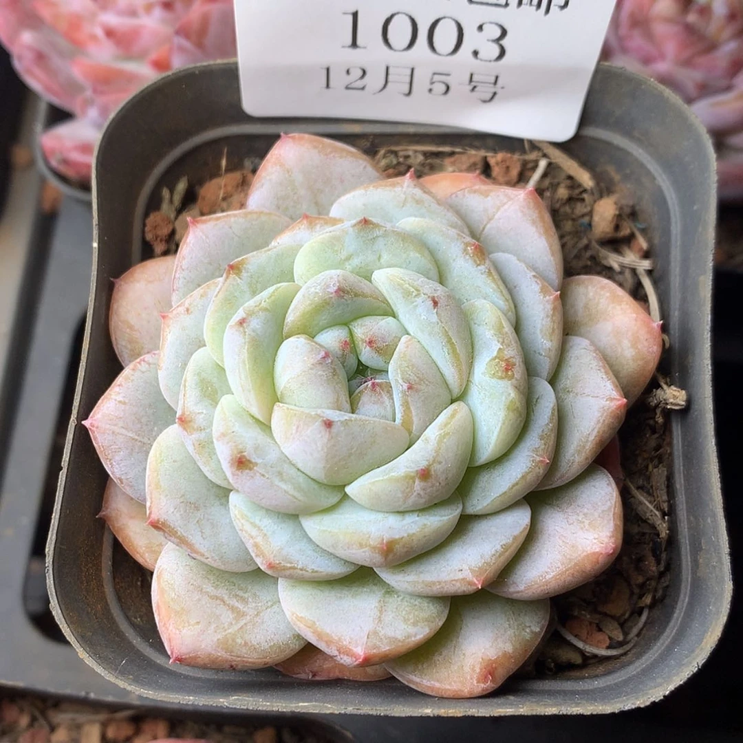 【闪购商品】云1003号