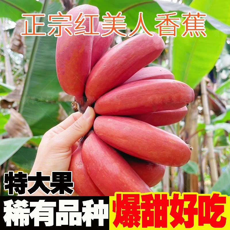 广西正宗红美人蕉特大果新鲜咖啡香甜香蕉水果现采现发2/3/5/9斤