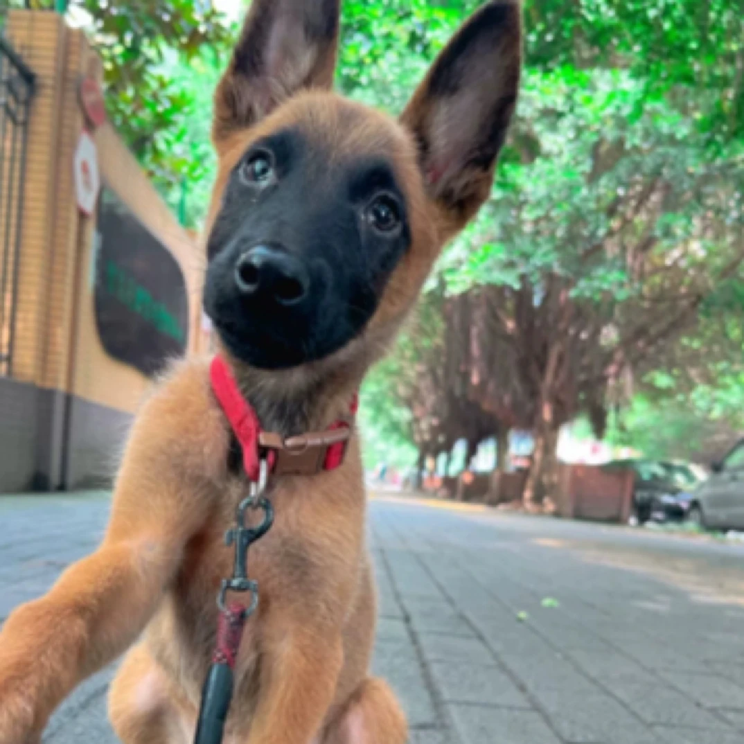 马犬活体纯种马犬幼犬军犬警犬大型看家护院狼狗爆红马犬科目马犬