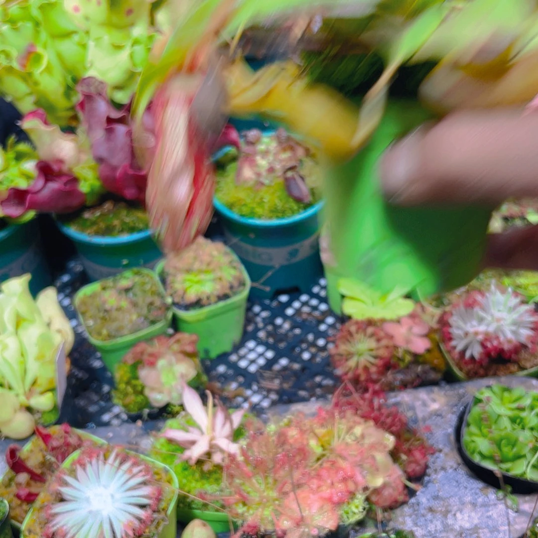 完全开放盖亚猪笼草3