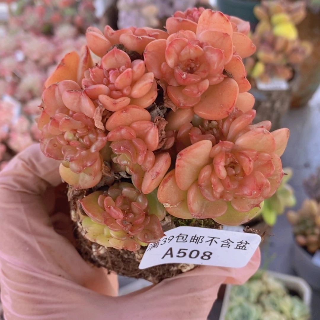 蜡牡丹7cm508多肉植物